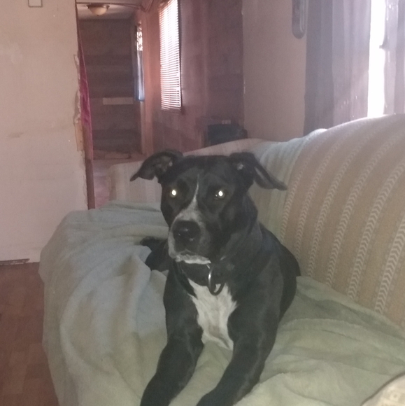 Meet your Posher, Rodney - Picture 1 of 1